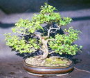 Sageretia Theezans Bonsai